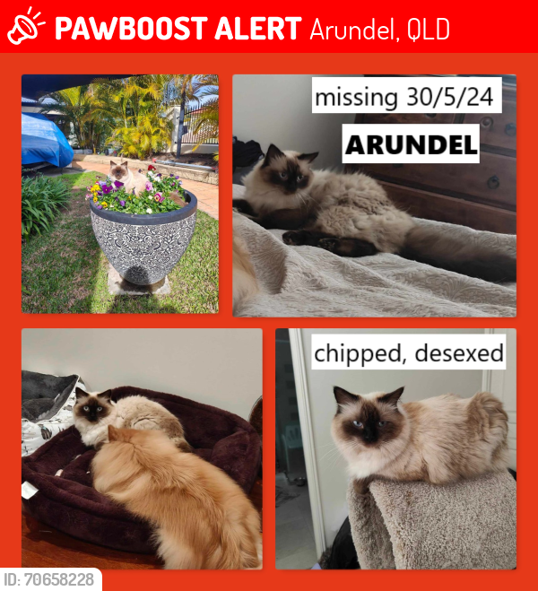 Lost Female Cat last seen Oxford Place Arundel Qld Gold Coast, Arundel, QLD 4214