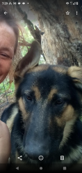 Lost Male Dog last seen S Elwood and 45th, Tulsa, OK 74107