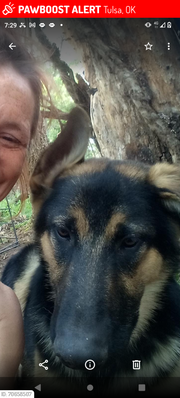 Lost Male Dog last seen S Elwood and 45th, Tulsa, OK 74107