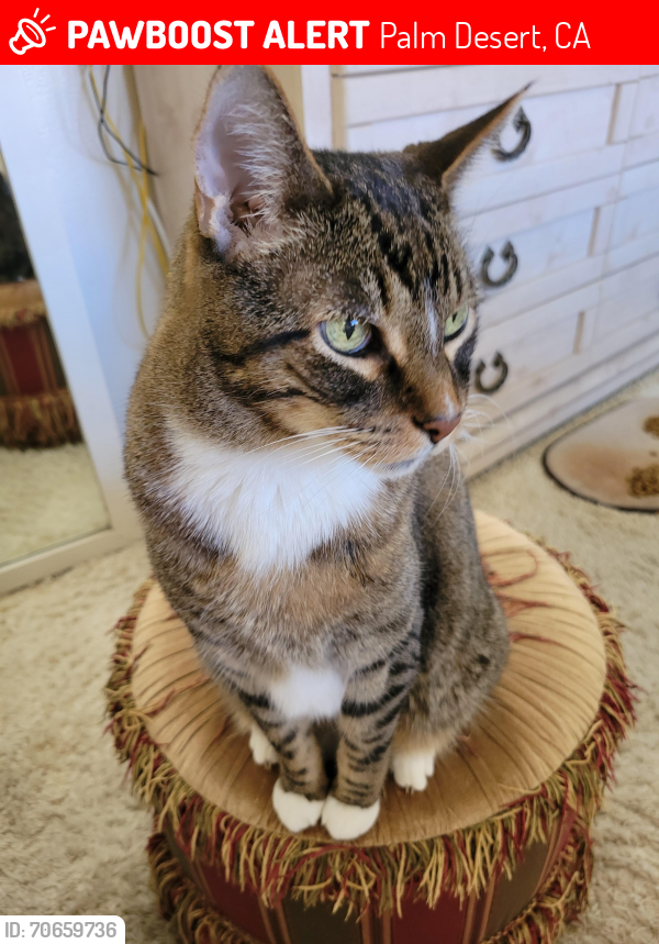 Lost Male Cat last seen Portola, Fred Waring, Palm Desert, CA 92260