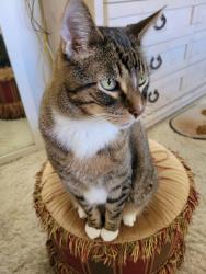 Lost Male Cat last seen Portola, Fred Waring, Palm Desert, CA 92260