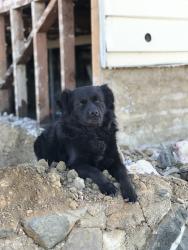 Lost Male Dog last seen Magnolia street , Oakland, CA 94608