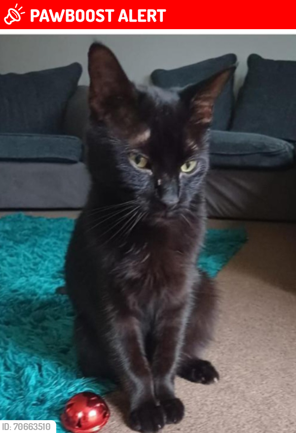 Lost Male Cat last seen Freemantle road, Romsey, England SO51