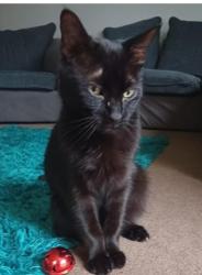 Lost Male Cat last seen Freemantle road, Romsey, England SO51