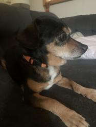 Reunited Male Dog last seen Meadowview and collingwood street, sacramento, ca, Sacramento, CA 95832