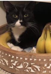 Reunited Female Cat last seen At at New Brighton Park SE, Calgary, AB T2Z 0X8