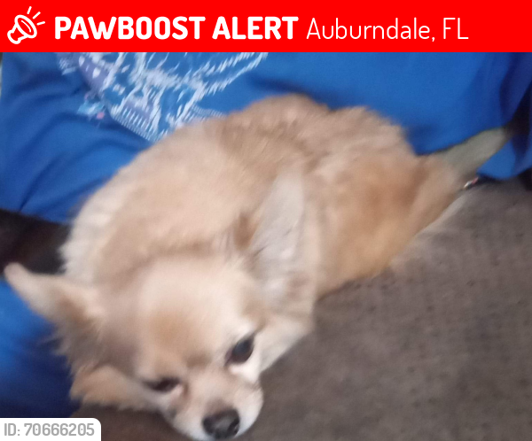 Lost Male Dog last seen McCampbell Road...Lake Dale mobile  park , Auburndale, FL 33823