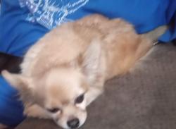 Lost Male Dog last seen McCampbell Road...Lake Dale mobile  park , Auburndale, FL 33823