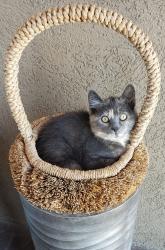 Lost Female Cat last seen Middleton & highway 26, Caldwell ID, Caldwell, ID 83605