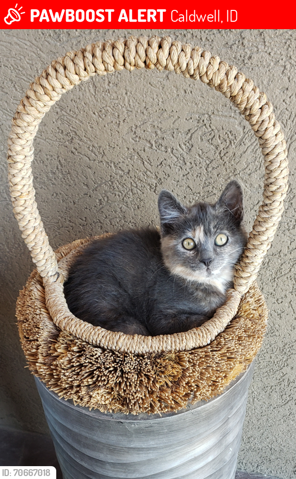 Lost Female Cat last seen Middleton & highway 26, Caldwell ID, Caldwell, ID 83605