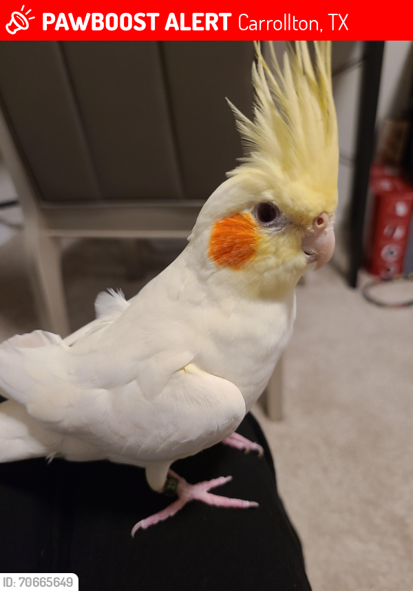 Lost Unknown Bird last seen East Branch Hollow Dr, Carrollton, TX 75007