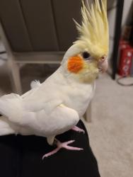 Lost Unknown Bird last seen East Branch Hollow Dr, Carrollton, TX 75007