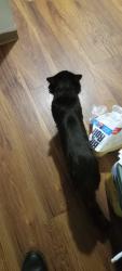 Lost Male Cat last seen Woodin ST, New Haven, CT 06515