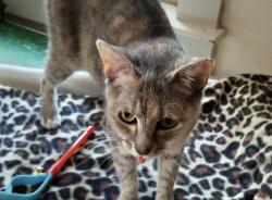 Reunited Female Cat last seen Near Grimsley High School, Greensboro, NC 27408