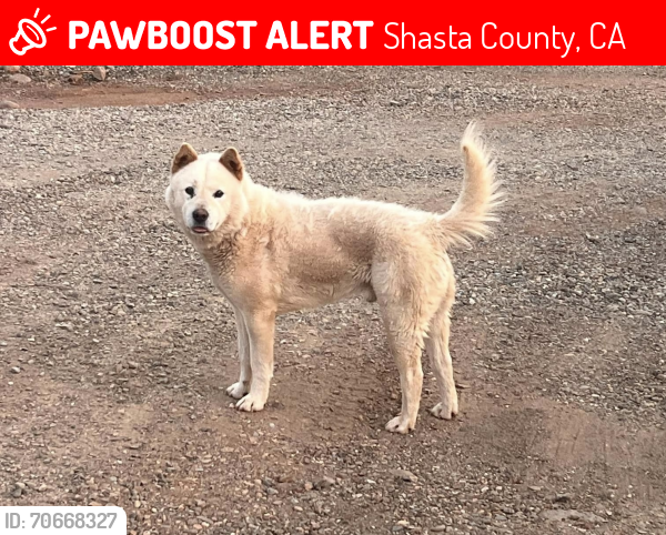 Lost Male Dog last seen Dersch Rd, Shasta County, CA 96088