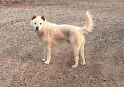 Lost Male Dog last seen Dersch Rd, Shasta County, CA 96088
