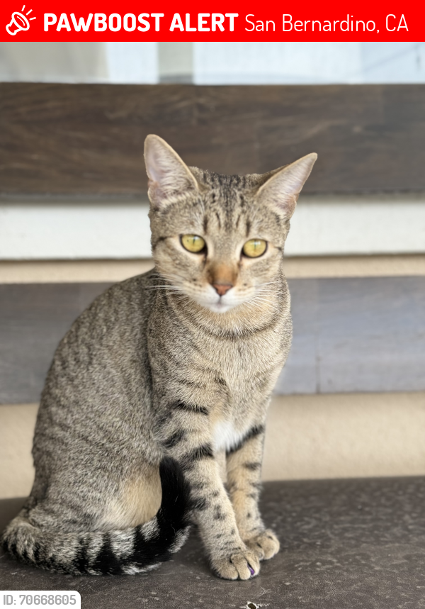 Lost Female Cat last seen Jordan and Belmont, San Bernardino, CA 92407