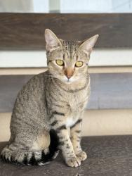 Lost Female Cat last seen Jordan and Belmont, San Bernardino, CA 92407