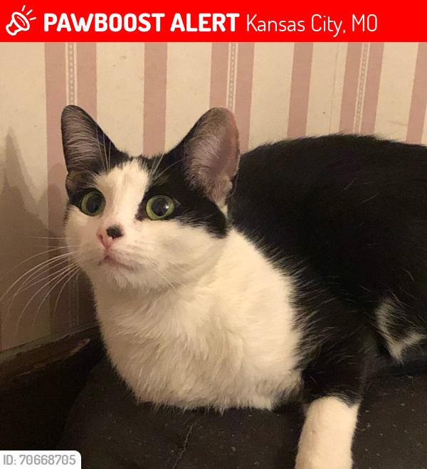 Lost Female Cat last seen 53rd st and Indiana, Kansas City, MO 64119