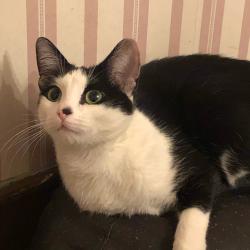 Lost Female Cat last seen 53rd st and Indiana, Kansas City, MO 64119