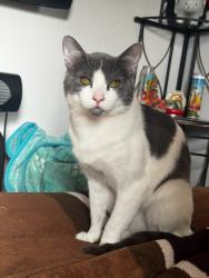 Lost Male Cat last seen Texas St And Monroe Avenue , San Diego, CA 92116
