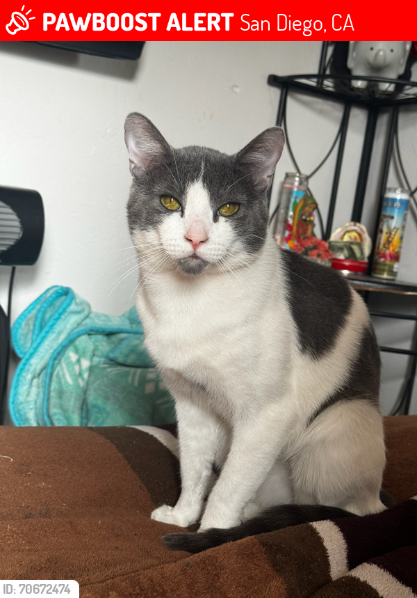 Lost Male Cat last seen Texas St And Monroe Avenue , San Diego, CA 92116