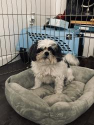 Lost Male Dog last seen Mandy Drive, Sacramento, CA 95823
