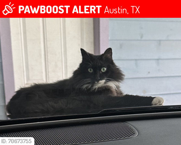 Lost Female Cat last seen Touchstone St, Rimrock Trail and Pecan springs Rd, Austin, TX 78723