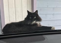 Lost Female Cat last seen Touchstone St, Rimrock Trail and Pecan springs Rd, Austin, TX 78723