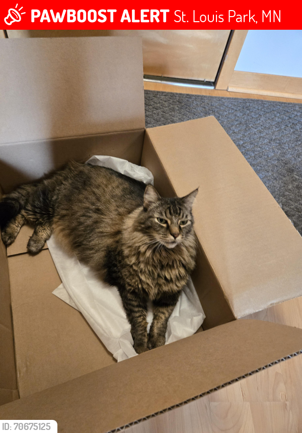 Lost Male Cat last seen Near Park Glen Rd, St Louis Park, MN 55416, St. Louis Park, MN 55416