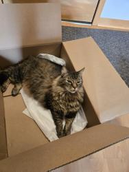 Lost Male Cat last seen Near Park Glen Rd, St Louis Park, MN 55416, St. Louis Park, MN 55416