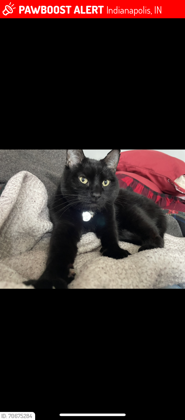 Lost Male Cat last seen 56th Street and Winthrop Ave, Indianapolis, IN 46220