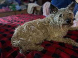 Lost Male Dog last seen Park street and Conway Wallrose road, Freedom, PA 15042