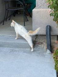Lost Male Cat last seen W. Taron at Nestling Circle, Elk Grove, CA 95757