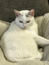 Lost Female Cat last seen County Road UU and McCabe Road, Kaukauna, WI 54130