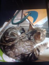 Lost Female Cat last seen 89a, Flagstaff, AZ 86005