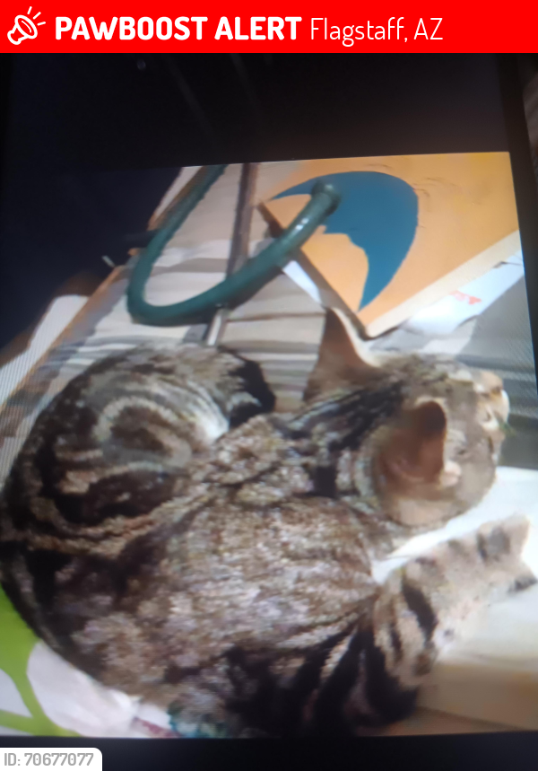 Lost Female Cat last seen 89a, Flagstaff, AZ 86005