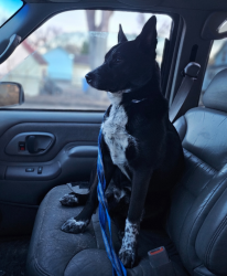 Reunited Male Dog last seen Near 9th Ave N, Fargo, ND 58102, USA, Fargo, ND 58102