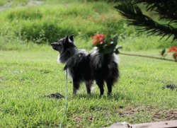 Lost Male Dog last seen NW 3rd Ave and N Seaboard Rd, Miami Gardens, FL 33169