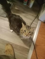 Lost Male Cat last seen Round oak Rd , Raleigh, NC 27616