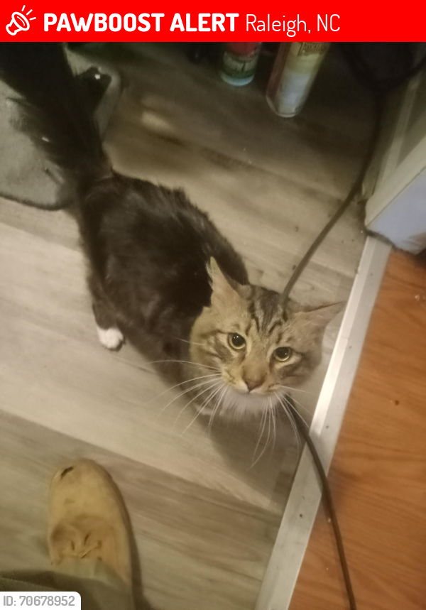 Lost Male Cat last seen Round oak Rd , Raleigh, NC 27616