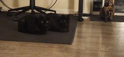 Lost Male Cat last seen Hancock & Altura, Los Angeles, CA 90031