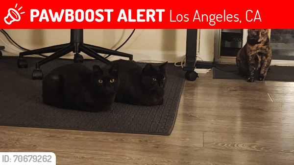 Lost Male Cat last seen Hancock & Altura, Los Angeles, CA 90031