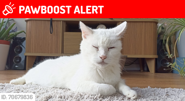 Lost Male Cat last seen Yardley Wood, B14, West Midlands, England B14 4JQ