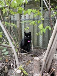 Reunited Female Cat last seen Clayton Park Junior Highschool, Halifax, NS B3M 1J6