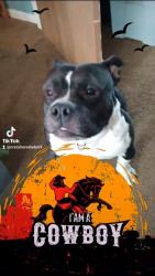 Lost Male Dog last seen Frazier rd. West and parsons ave., Columbus, OH 43207