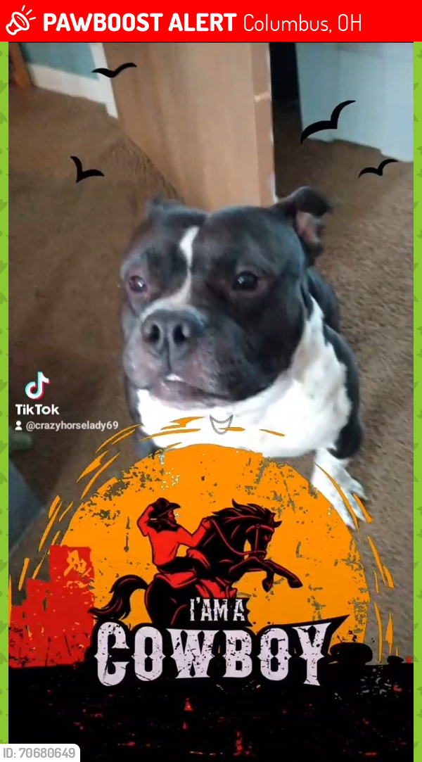 Lost Male Dog last seen Frazier rd. West and parsons ave., Columbus, OH 43207