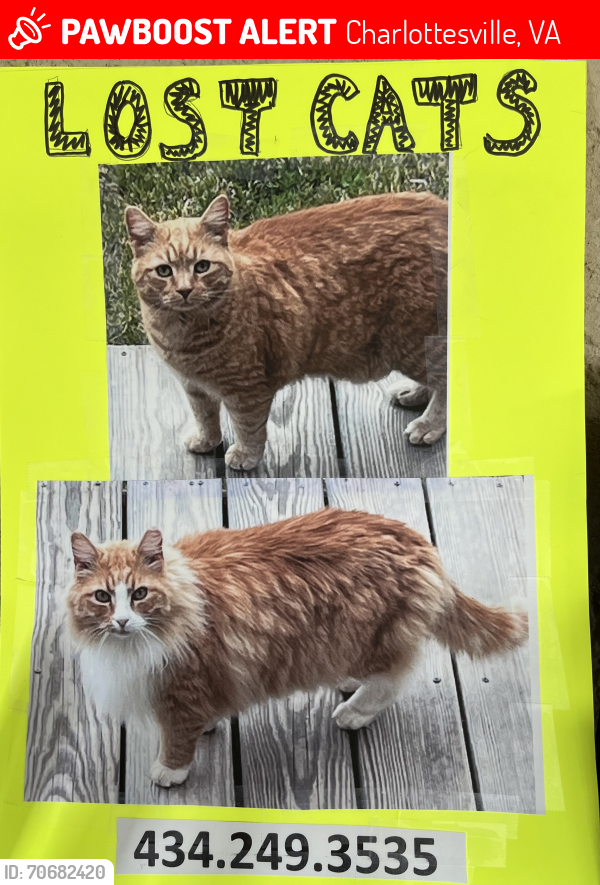 Lost Male Cat last seen Miller School Rd and Midway Rd, Charlottesville, VA 22903