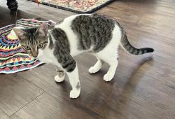 Lost Female Cat last seen Buena Vista Rd and Campus Park Dr , Bakersfield, CA 93311