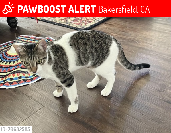 Lost Female Cat last seen Buena Vista Rd and Campus Park Dr , Bakersfield, CA 93311